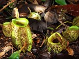 00396-2636 Picture plants at the Mulu NP - Photo by Garry K Smith